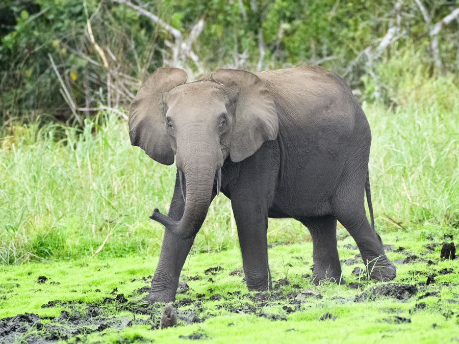 Éléphant Assala traversant une rivière au Gabon