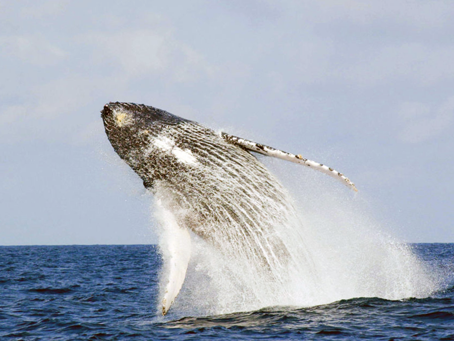 Baleine à bosse au large du parc marin de Loango, Gabon