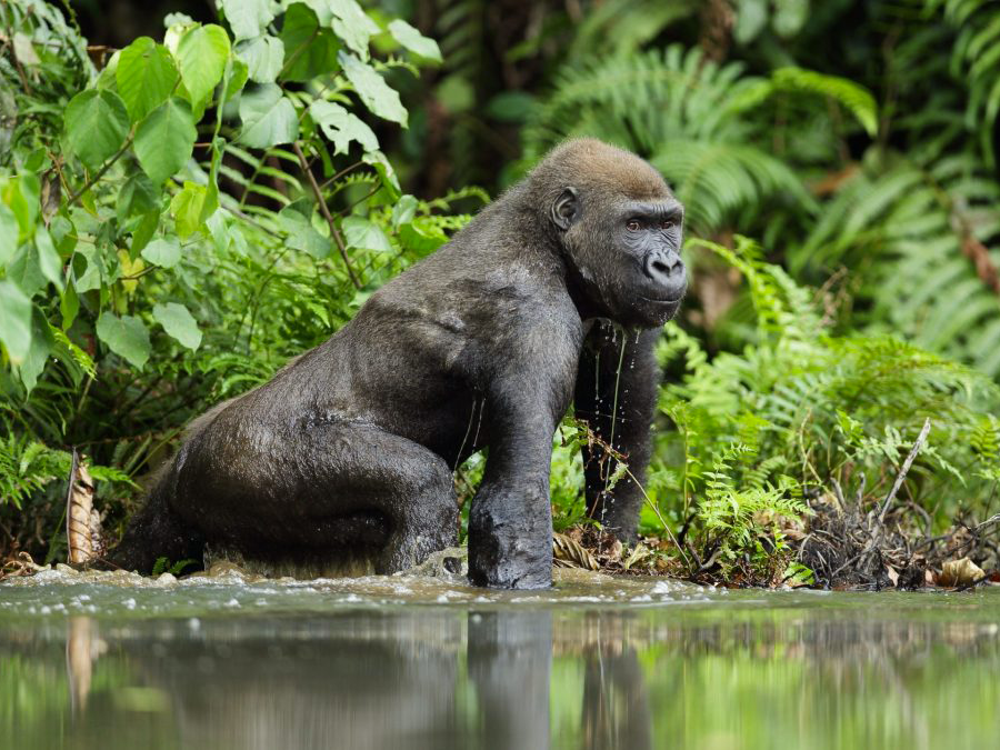 Gorille des plaines dans la forêt du parc national de Loango, Gabon