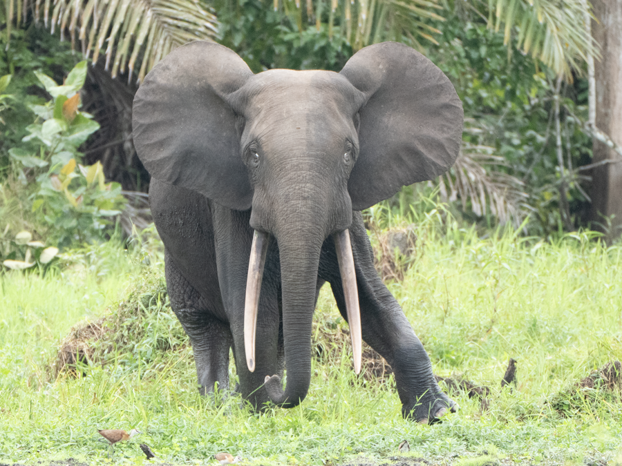 Portrait rapproché de l'éléphant Assala dans la forêt gabonaise
