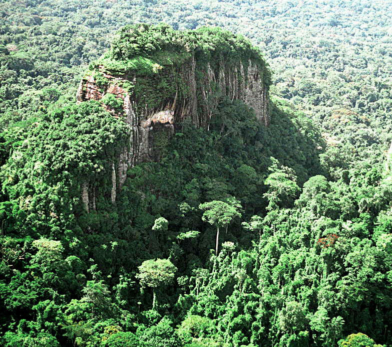 Forêt primaire gabonaise — canopée dense et lumière filtrée
