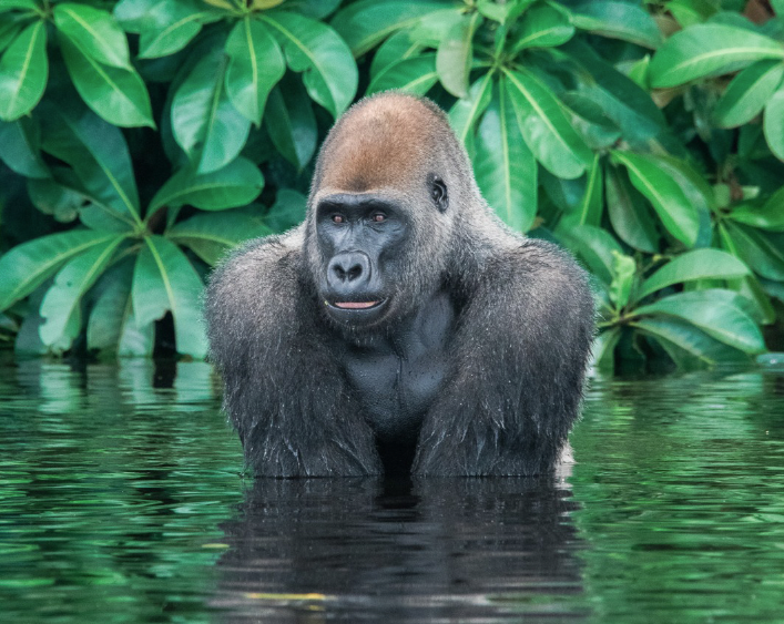 Île aux gorilles du Fernan Vaz, lagune du Gabon